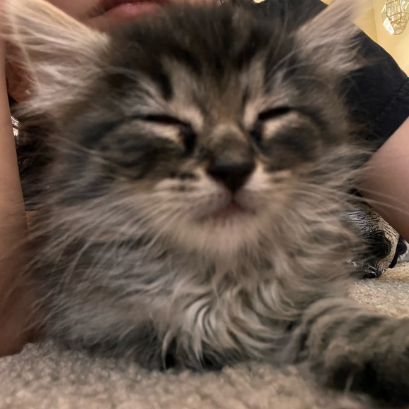 xcatlvrx